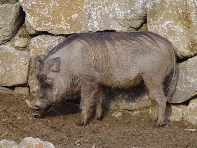 Warzenschwein