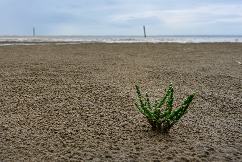 eine grüne Pflanze, die am Strand aus dem Sand wächst
