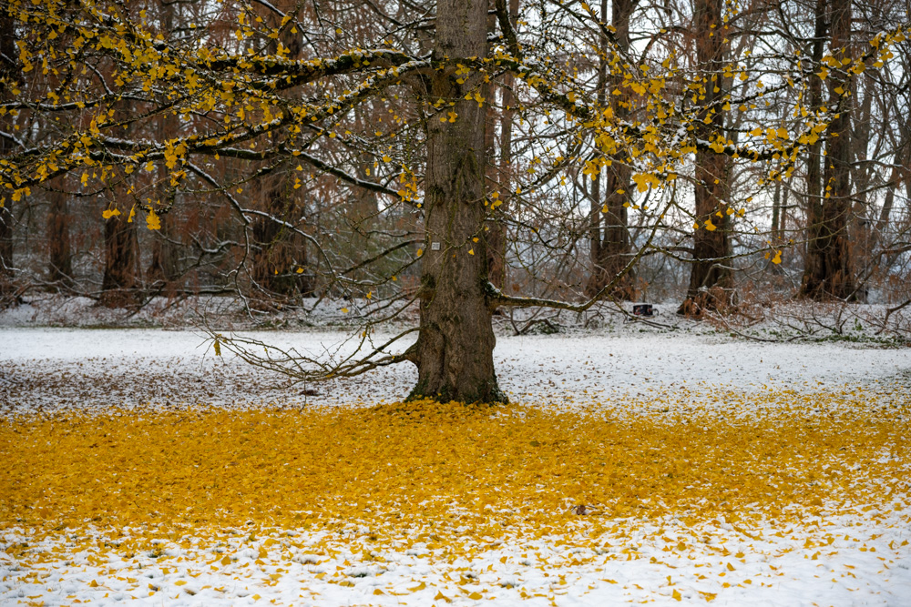 ein Baum mit leuchtend gelben Blättern, unter dem Baum ist der Boden deckend mit gelbem Laub bedeckt, aussen herum Schnee
