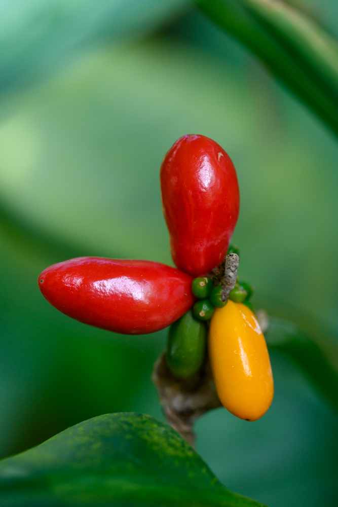 eine Kaffeepflanze mit gelben und roten Früchten
