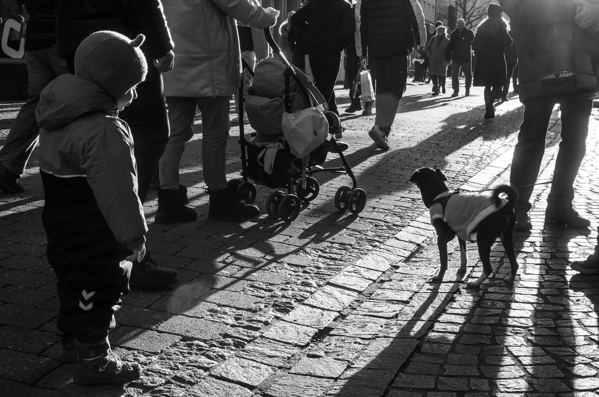 ein Kind schaut mit respektvollem Abstand einen Hund an