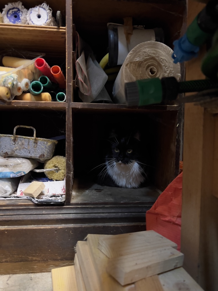 eine Katze, die sich in ein Regalfach versteckt hat, um dem Silvester-Böllerlärm zu entgehen