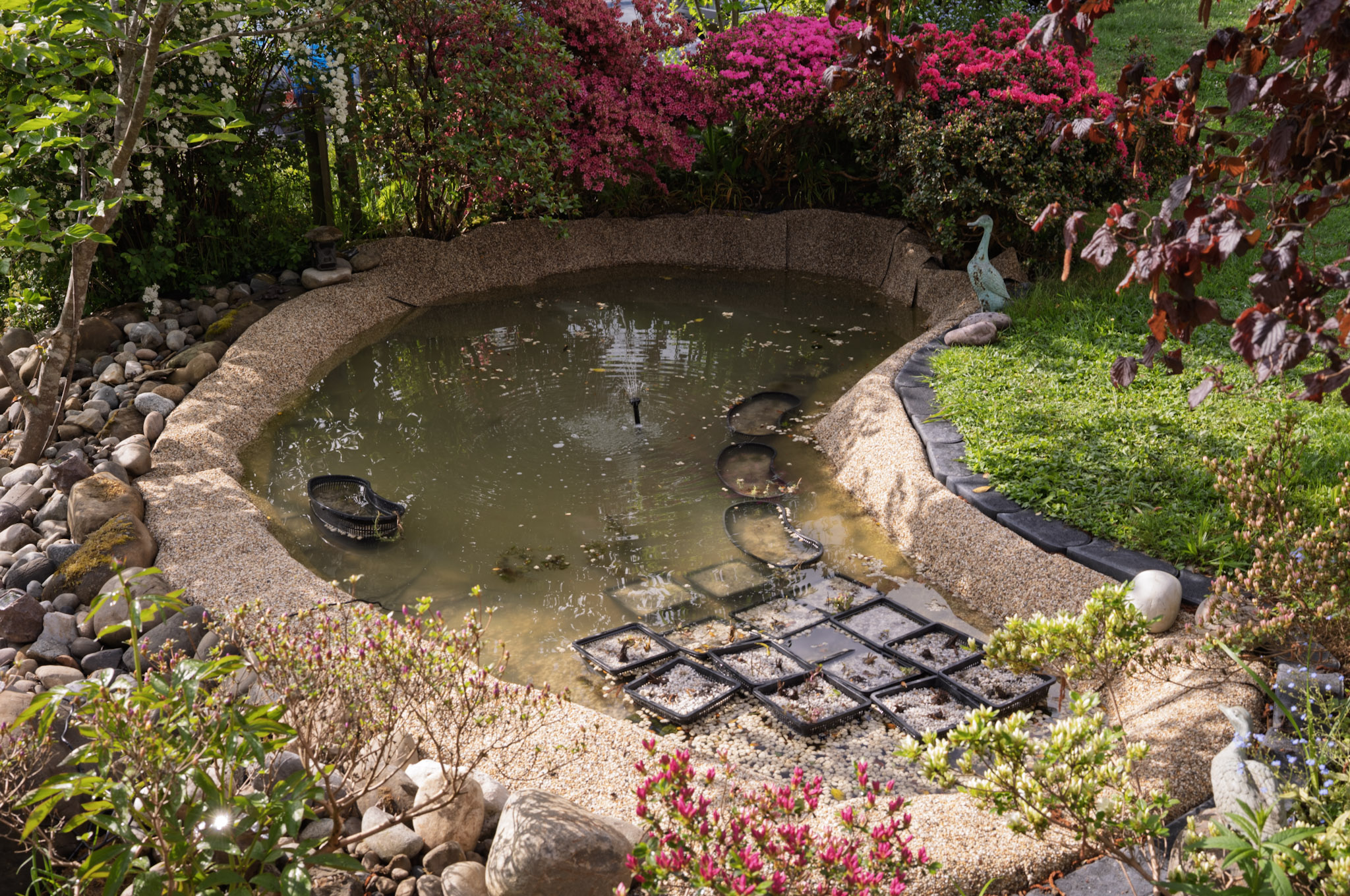 neu angelegter Gartenteich mit neuen Wasserpflanzen in Pflanzkörben