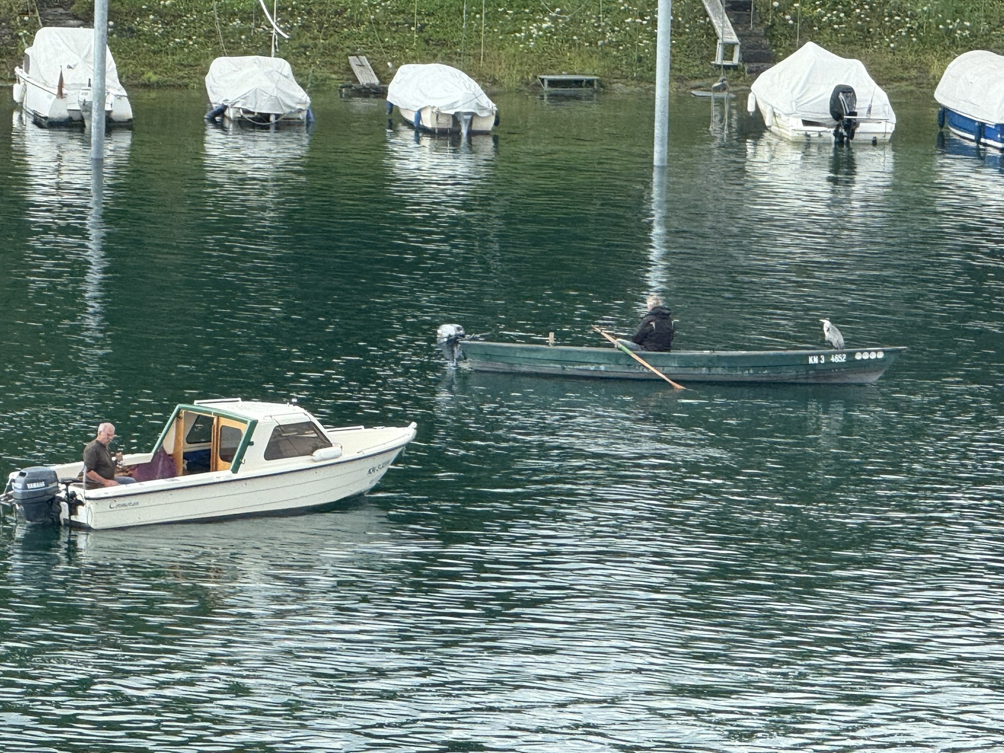 auf dem Bug eines Fischers mitfahrender Graureiher, 2025