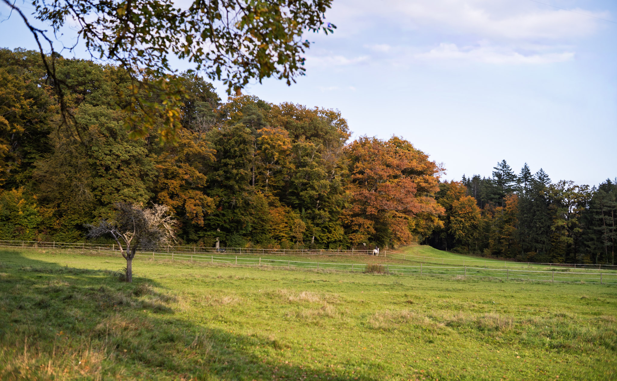 im Vordergrund einePferdekoppel, im Hintergrund der Waldrand mit Laub in Herbstfarben