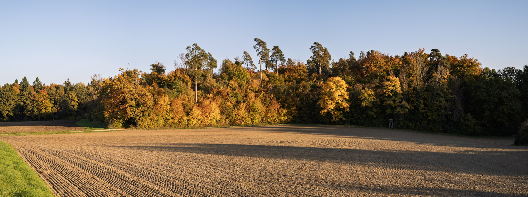 im Vordergrund ein frisch geeggter Acker, dahinter ein Waldrand in Herbstfarben, von der tiefstehenden Sonne beleuchtet