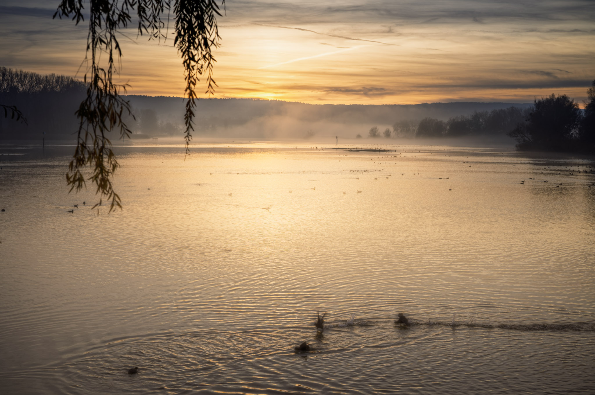 Blick vom Stromeyersdorf den Seerhein hinunter, auf dem Wasser leichter Dunst, im Vordergrund plätschern Enten über das Wasser, am Horizont geht die Sonne hinter den schweizer Höhenzügen unter.