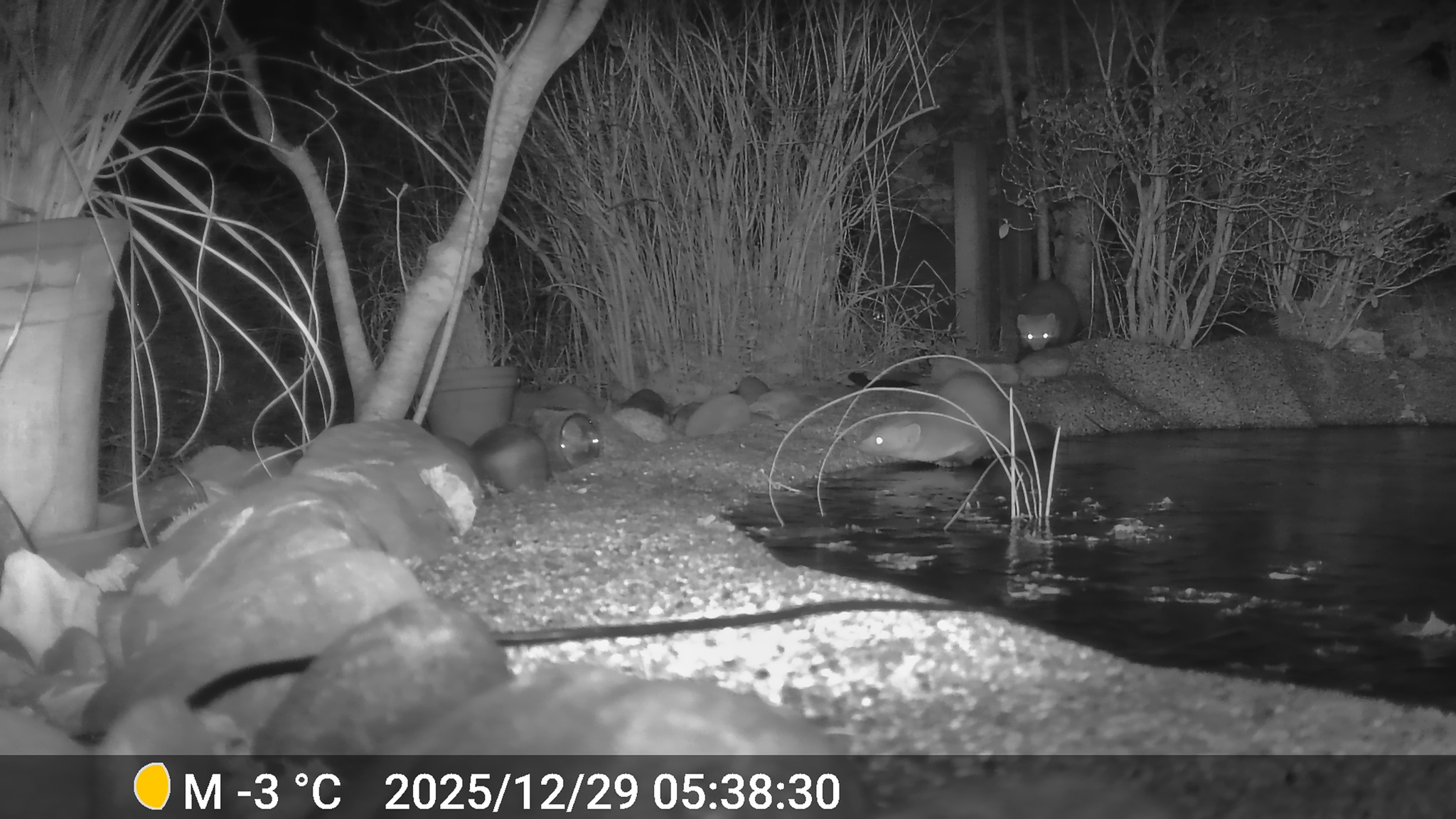 zwei Marder am Gartenteich