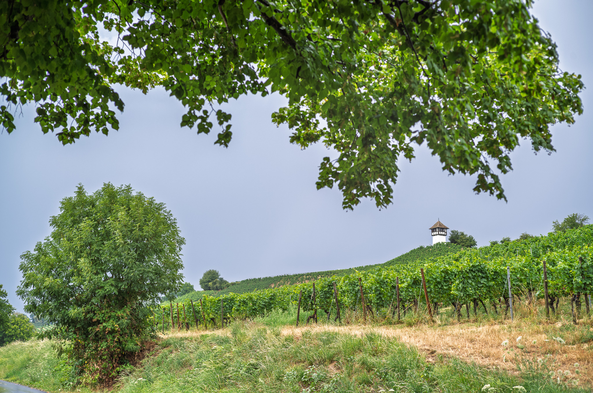 ein Turm mitten im Weinberg, gesehen von der unterhalb verlaufenden Straße